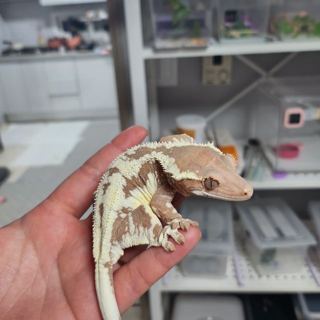 프라푸치노