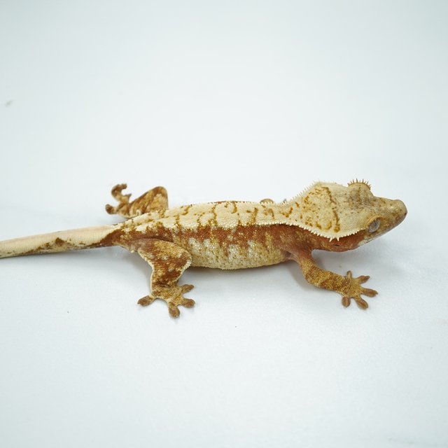 노멀 트라이 드리피 레드 익스트림할리퀸