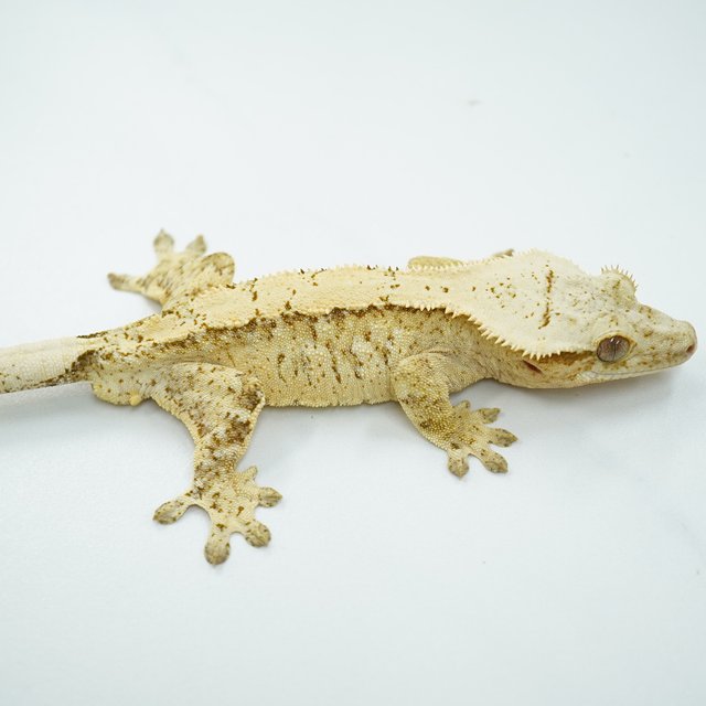 노멀 드리피 크림 익스트림할리퀸