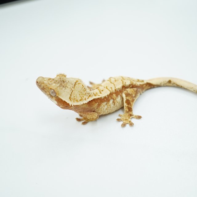 노멀 트라이 드리피 레드 익스트림할리퀸