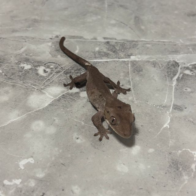 아잔틱 팬텀