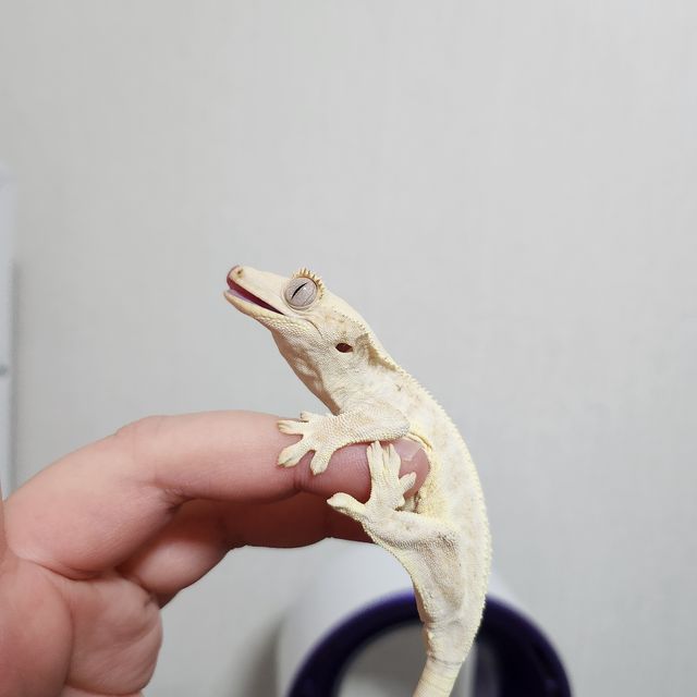 릴리화이트 크림