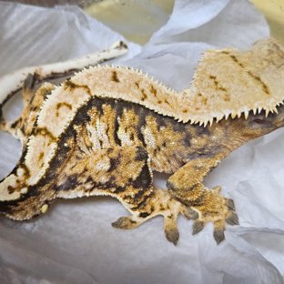 트라이 익스트림할리퀸