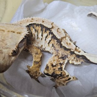 트라이 익스트림할리퀸 화이트스팟