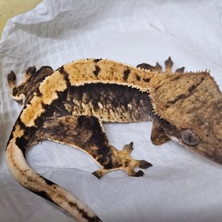 노멀 트라이 익스트림할리퀸