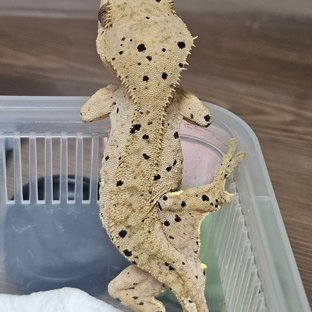 슈퍼달마시안 달마시안