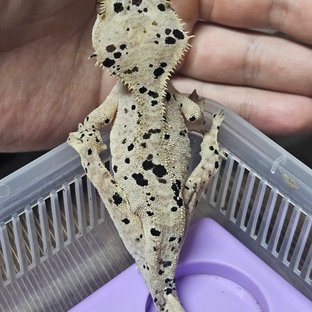 슈퍼달마시안 달마시안