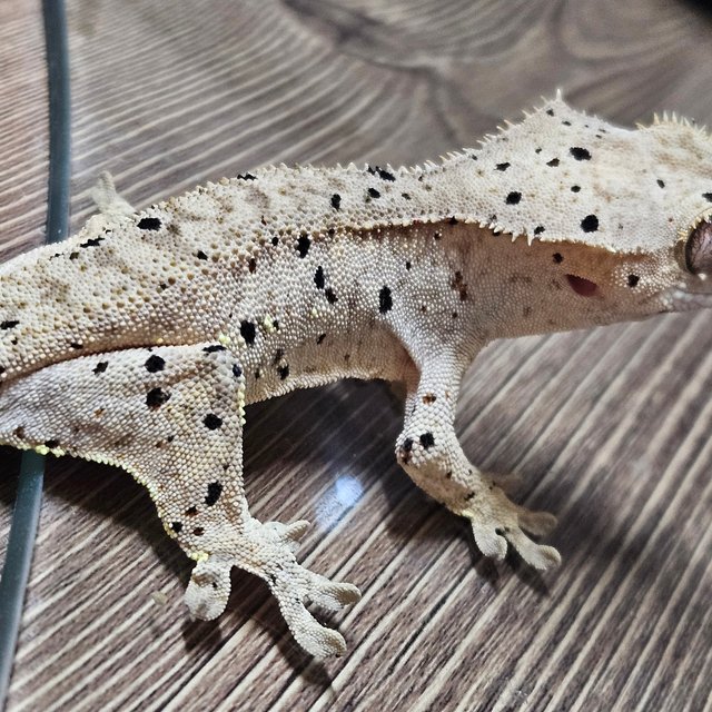 슈퍼달마시안 달마시안