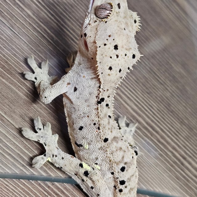 슈퍼달마시안 달마시안