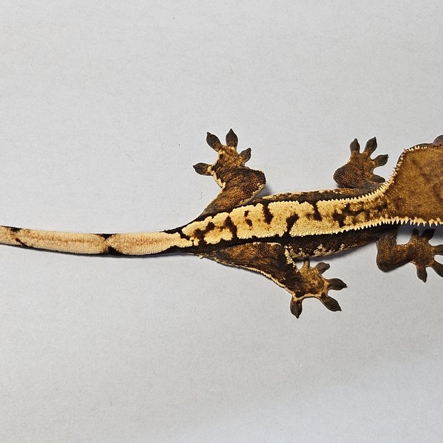 노멀 트라이 익스트림할리퀸