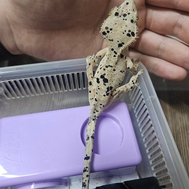 슈퍼달마시안 달마시안