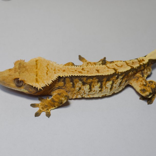 트라이 익스트림할리퀸 화이트스팟 노멀