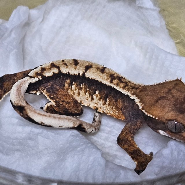 노멀 트라이 익스트림할리퀸 바브 텐저린