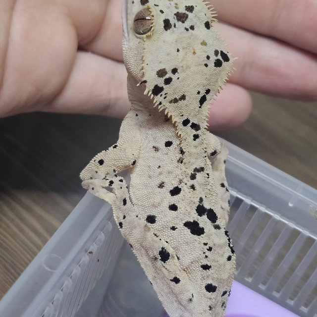 슈퍼달마시안 달마시안