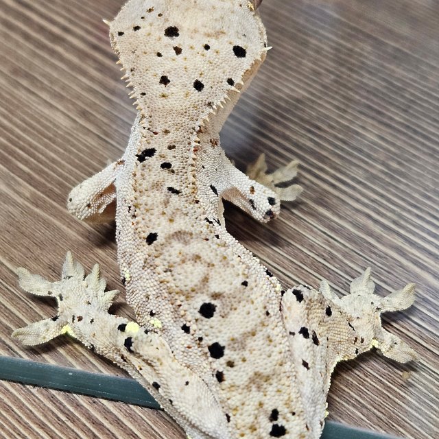 슈퍼달마시안 달마시안