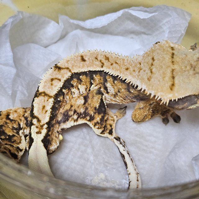 트라이 익스트림할리퀸 화이트스팟