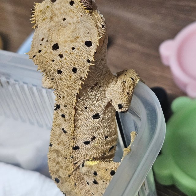 슈퍼달마시안 달마시안