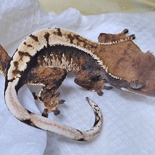 노멀 트라이 익스트림할리퀸 바브 텐저린