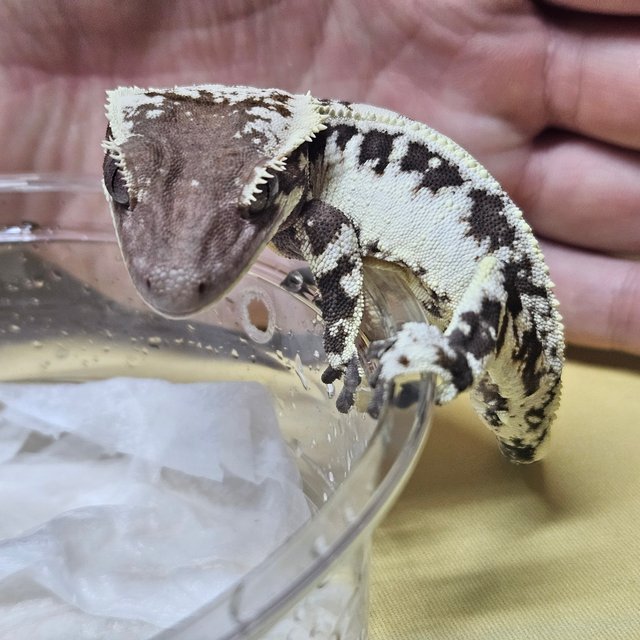 릴리 세이블 세이블