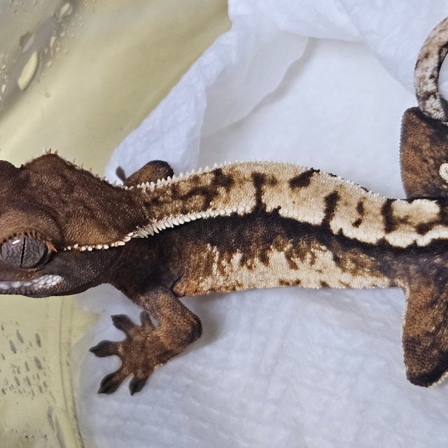 노멀 트라이 익스트림할리퀸 바브 텐저린