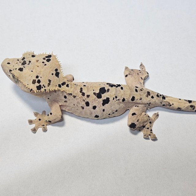 슈퍼달마시안 달마시안