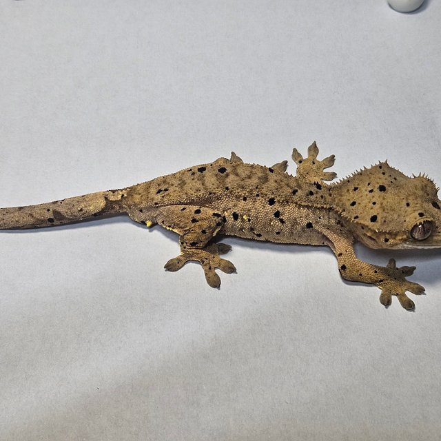 슈퍼달마시안 달마시안