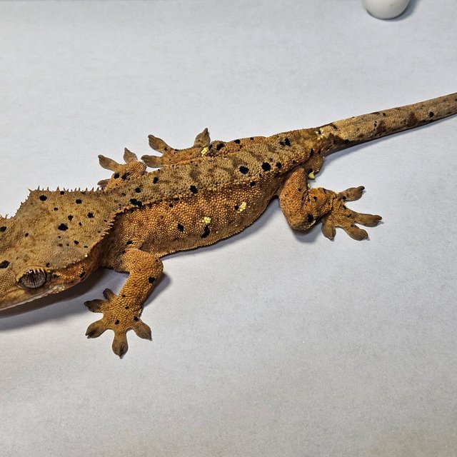 슈퍼달마시안 달마시안