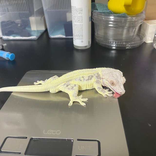 화이트 릴리화이트