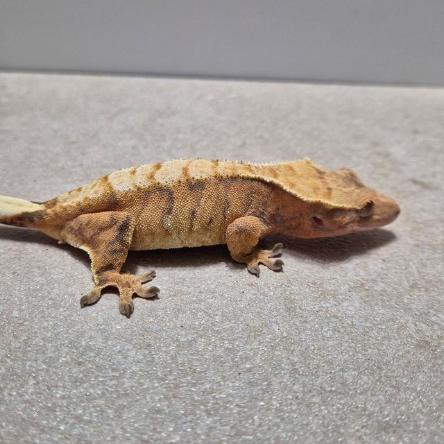 노멀 트라이 익스트림할리퀸