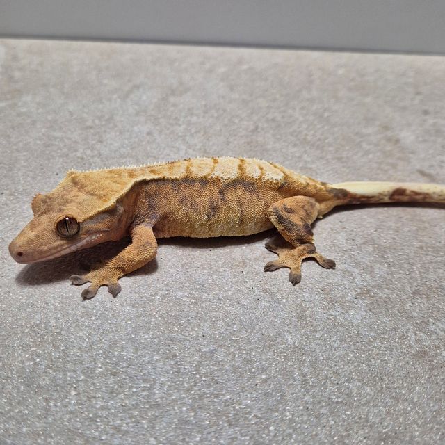 노멀 트라이 익스트림할리퀸