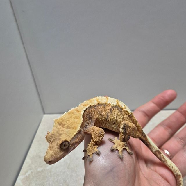 노멀 트라이 익스트림할리퀸