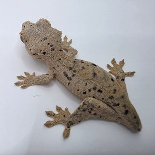 슈퍼달마시안 옐로우