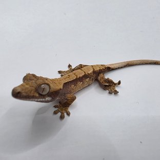 노멀 화이트스팟