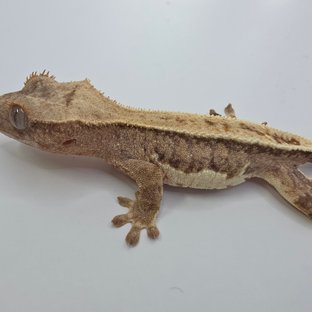 릴리화이트 팬텀 크림