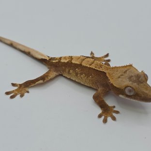 노멀 화이트스팟