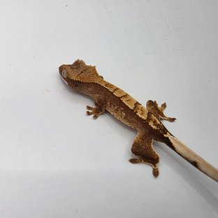 노멀 화이트스팟