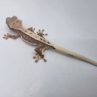 릴리100%헷아잔틱 팬텀