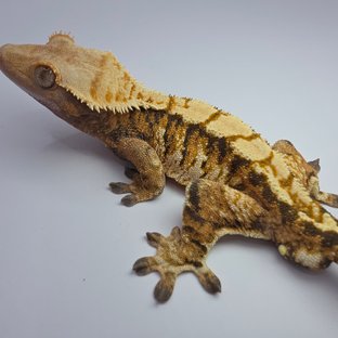 Normal Tri Extreme Harlequin Tangerine