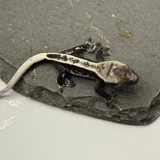 아잔틱