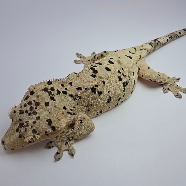 슈퍼달마시안 옐로우