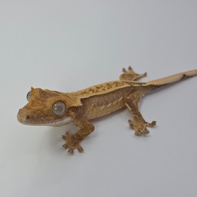 노멀 쿼드 풀핀