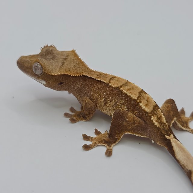 노멀 화이트스팟