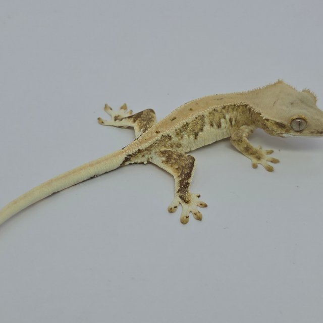 크림 릴리화이트 팬텀