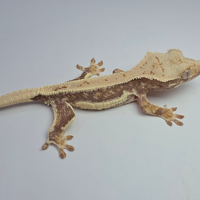 릴리화이트 풀핀