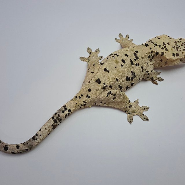 슈퍼달마시안 옐로우