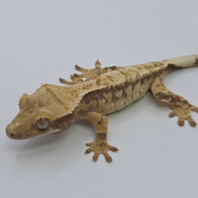 노멀 익스트림할리퀸 레드 드리피 화이트스팟