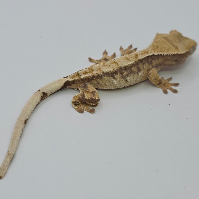 노멀 익스트림할리퀸 레드 드리피 화이트스팟