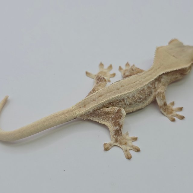 릴리화이트 트라이 드리피