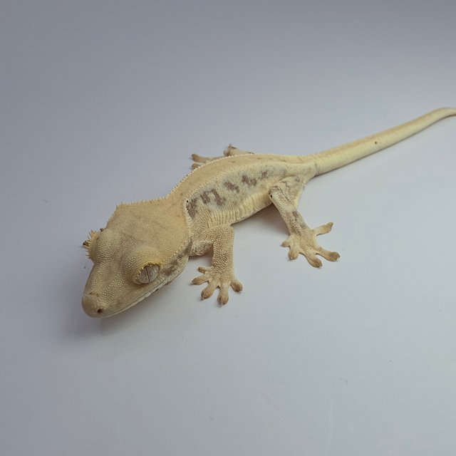 릴리화이트 레드 화이트스팟