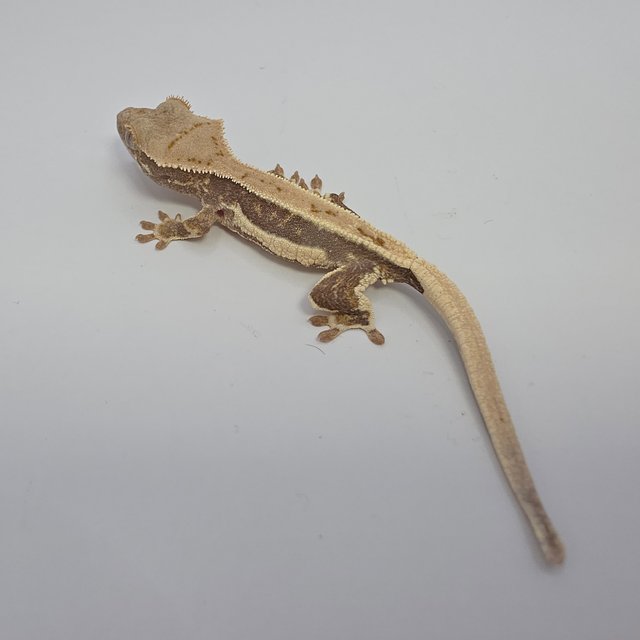 릴리화이트 풀핀